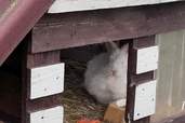 Ekskursija uz mini Zoo “Silavas”