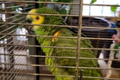 Ekskursija uz mini Zoo “Silavas”